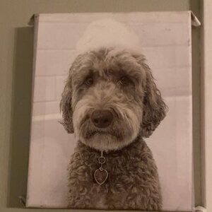 8x10 A picture of a Doodle dog